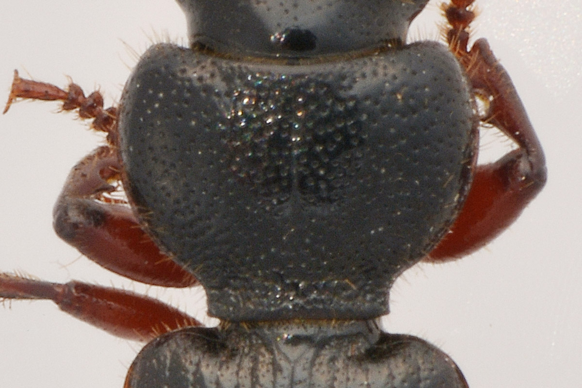 Carabidae: Carterus fulvipes